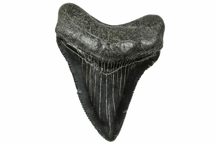 Serrated, Juvenile Megalodon Tooth - South Carolina #320515